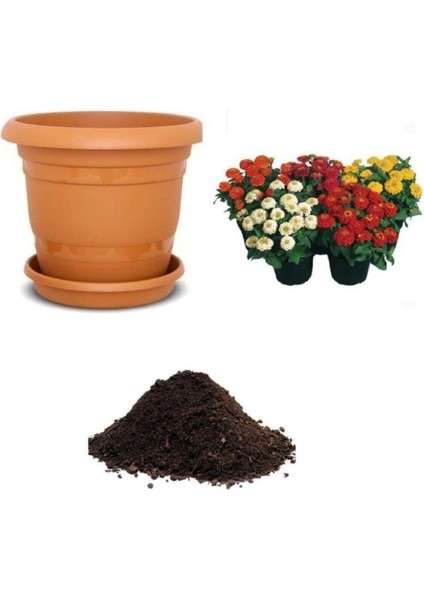 Karışık Zinna Çiçeği Tohumu Ekim Seti Tohum