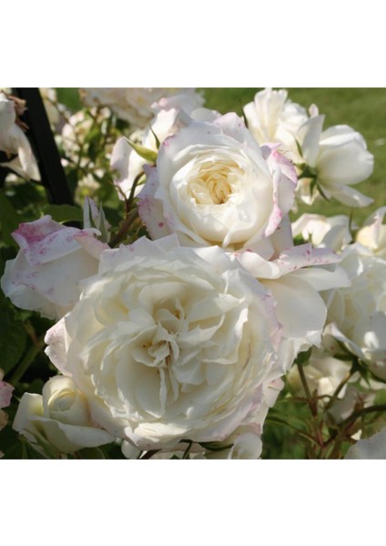 5 Adet Beyaz Alaska Gül Tohumu