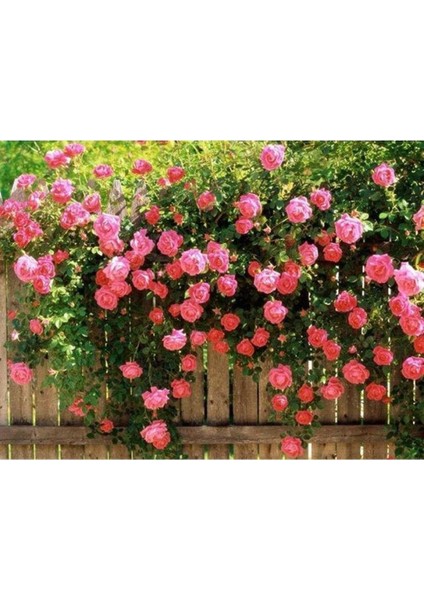 5 Adet Pembe Sarmaşık Gül Tohumu