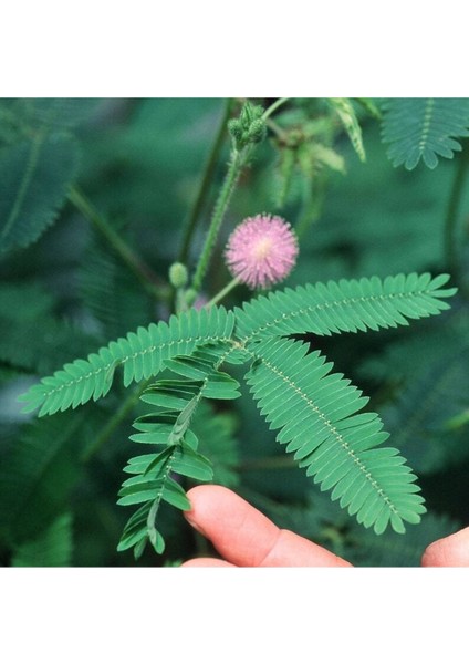 5 Adet Mimosa Pudica Sensitive Tohumu