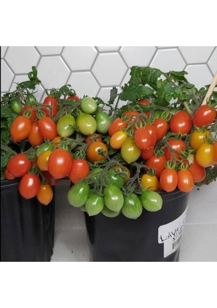 20 Adet Hardin's Miniature - Micro Dwarf Domates Tohumu