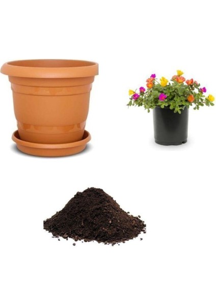 Portulaca Çiçeği Tohumu Ekim Seti