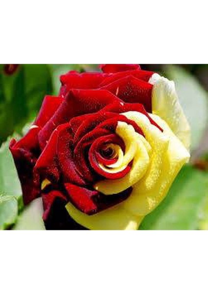 5 Adet Sarı Kırmızı Gül Tohumu