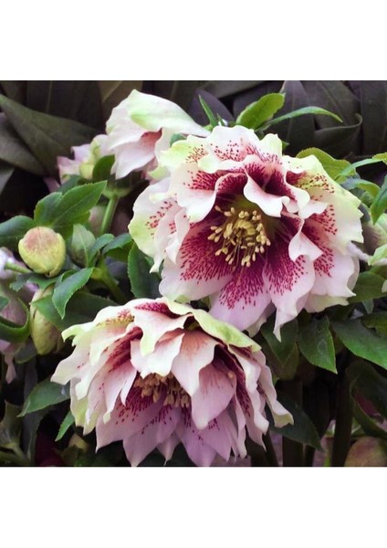 5 Adet Noel Gülü Tohumu