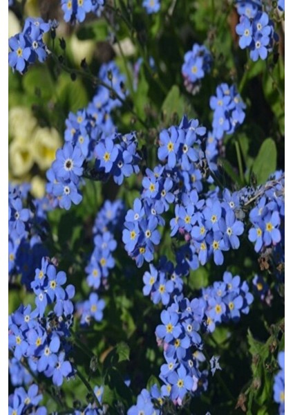 Mavi Unutma Beni Çiçeği Tohumu (100 Tohum)