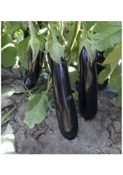 Yerli Kemer Patlıcan Tohumu 40 Adet