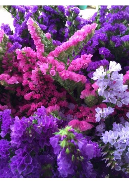 Pembe-Mor Deniz Lavantası Lımonıum Çiçek Tohumu 10 15 Adet