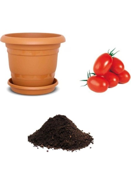 Saksılık Zeytin Domates Tohumu Ekim Seti