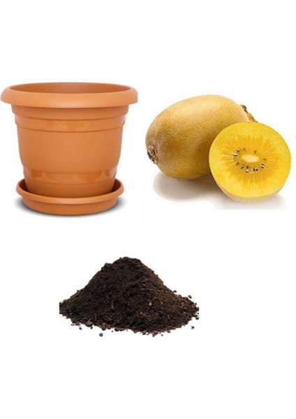 Ithal Nadir Tropikal Sarı Kivi Tohumu Ekim Seti