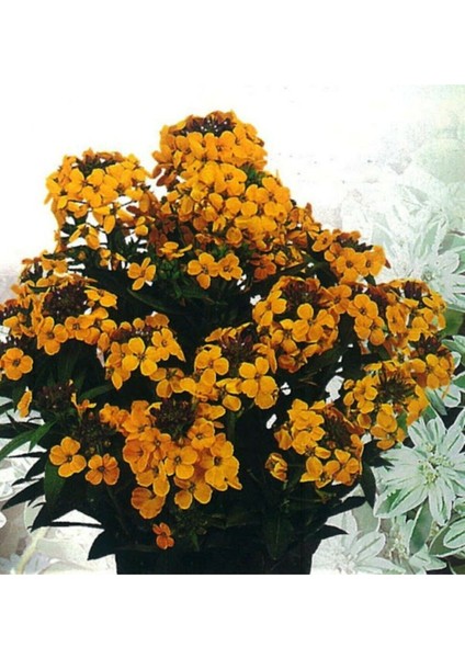 20 Adet Sarı Şebboy Çiçeği Tohumu