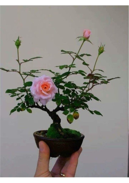 Bodur Pembe Gül Bonzai Ağacı Tohumu 5 Adet Tohum