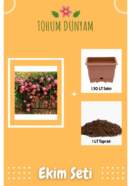 Pembe Sarmaşık Gül Tohumu Ekim Seti