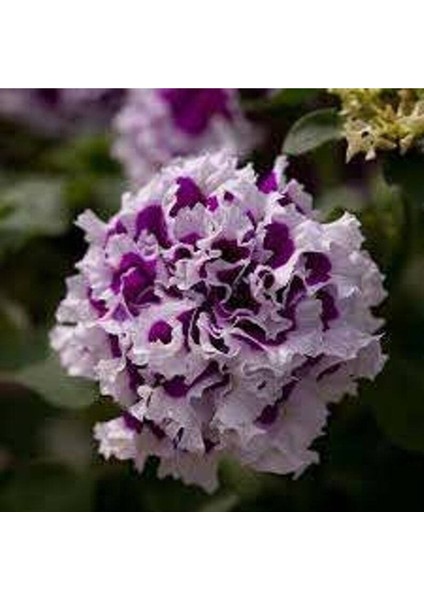 10 Adet Natural Double Petunia Piruet Purpurnaya Tohumu