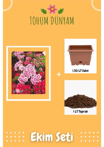 Karışık Renkli Hüsnüyusuf Çiçeği Tohumu Ekim Seti