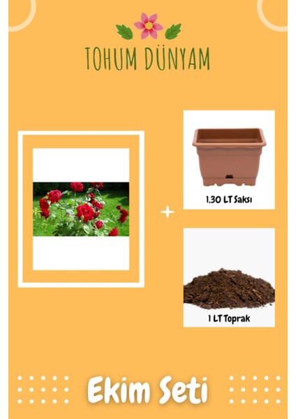 Kırmızı Gül Tohumu Ekim Seti