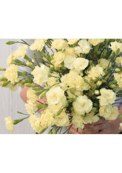 10 Adet Heirloom Vintage Cream Yellow Carnation Tohumu
