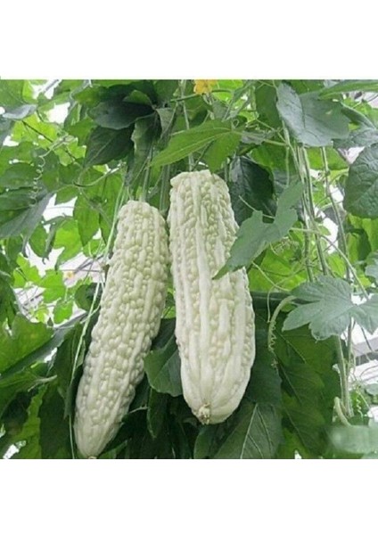 10 Adet White Large Bitter Kavun Tohumu