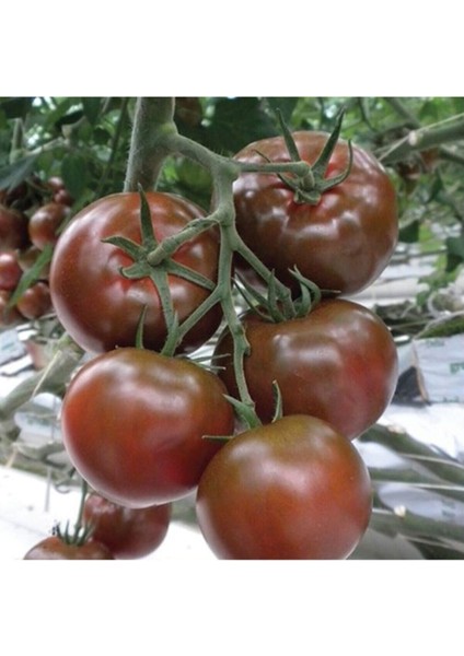 Siyah Sırık Domates Tohumu