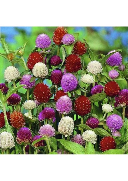 10 Adet Hanım Düğmesi Çiçeği Tohumu