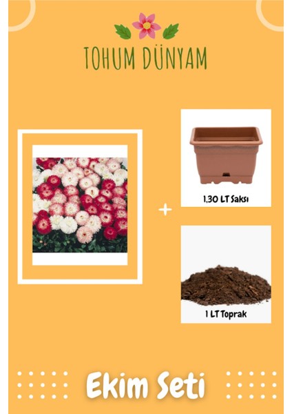 Karışık Renkli Şeker Tabağı Çiçeği Tohumu Ekim Seti