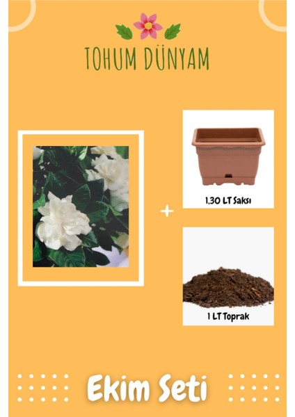 Mis Kokulu Gardenya Çiçeği Tohumu Ekim Seti