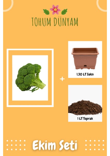 Brokoli Tohumu Ekim Seti