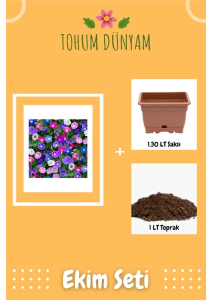 Karışık Sarmaşık Çiçeği Sabah Sefası Tohumu Ekim Seti
