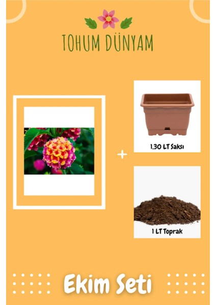 Ağaç Minesi (Lantana) Çiçeği Tohumu Ekim Seti
