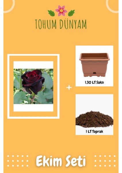 Siyah Kırmızı Gül Tohumu Ekim Seti