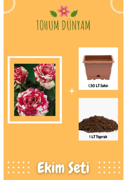 Harlequin Gül Tohumu Ekim Seti