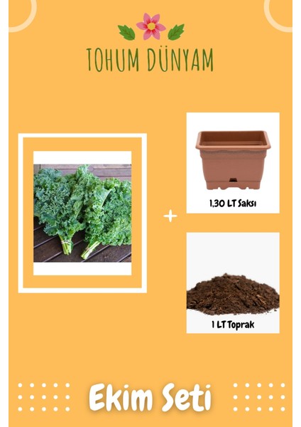 Kıvırcık Lahana (Curly Kale) Tohumu Ekim Seti