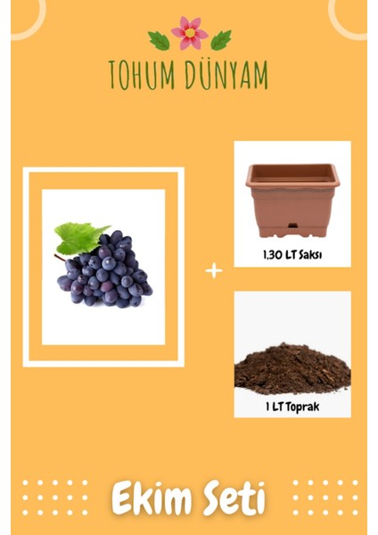 Nadir Siyah Şarköy Üzüm Tohumu Ekim Seti