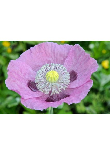 5 Adet Poppy Papaver Somniferum Wildflower Tohumu