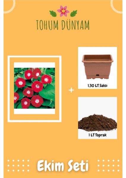 Kırmızı Sarmaşık (Gündüz Sefası) Çiçeği Ekim Seti