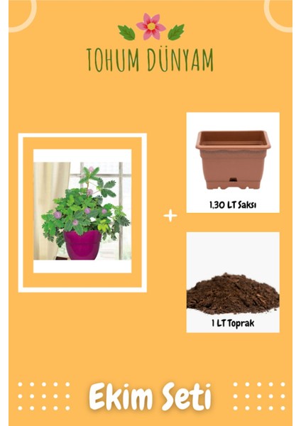 Mimoza Küstüm Çiçeği Tohumu Ekim Seti