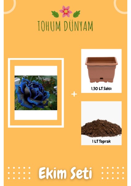 Nadir Otantik Siyah Gül Tohumu Ekim Seti