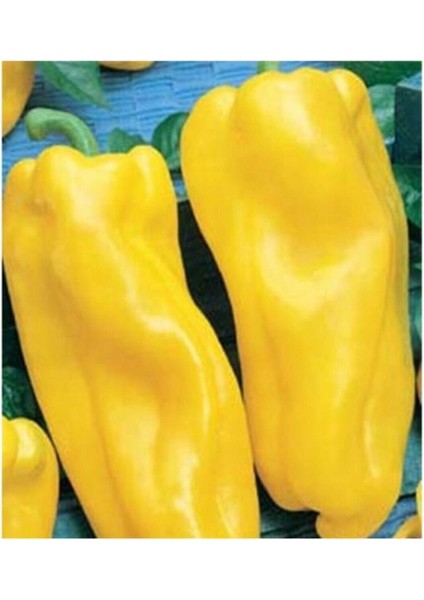 10 Adet Italyan Nocera Sarı Tatlı Biber Tohumu