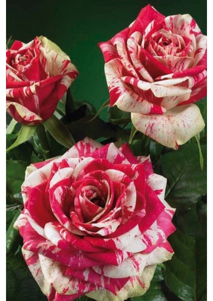 5 Adet Harlequin Gül Tohumu