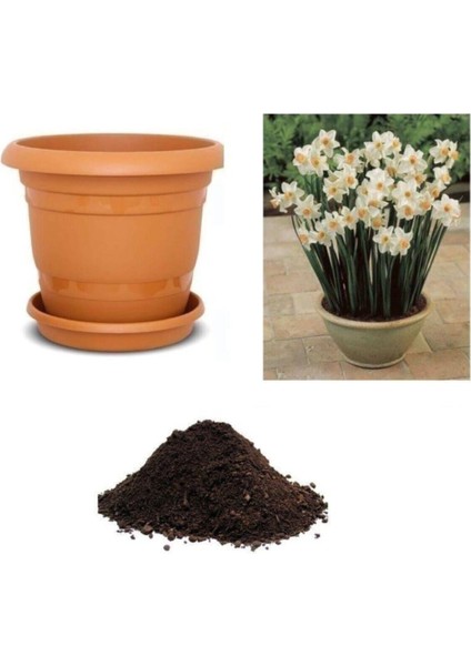 Nergiz Tohumu Ekim Seti