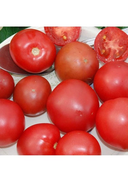 Brandysweet Plum Domates Tohumu