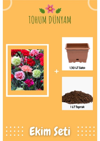 Karışık Renk Karanfil Çiçeği Tohumu Ekim Seti