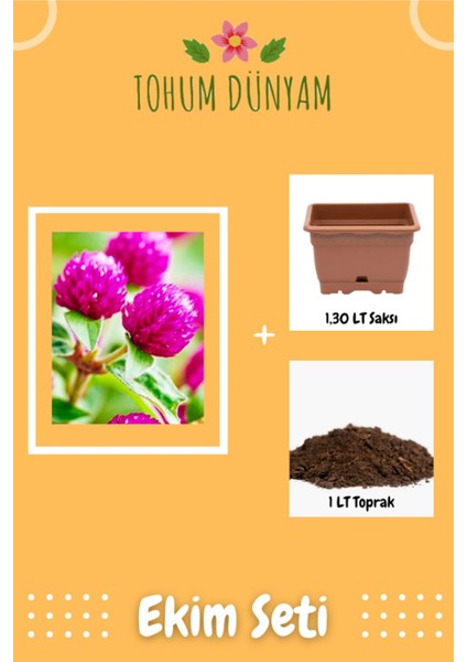 Hanım Düğmesi Çiçek Tohumu Ekim Seti