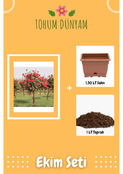 Bodur Kırmızı Gül Ağacı Tohumu Ekim Seti