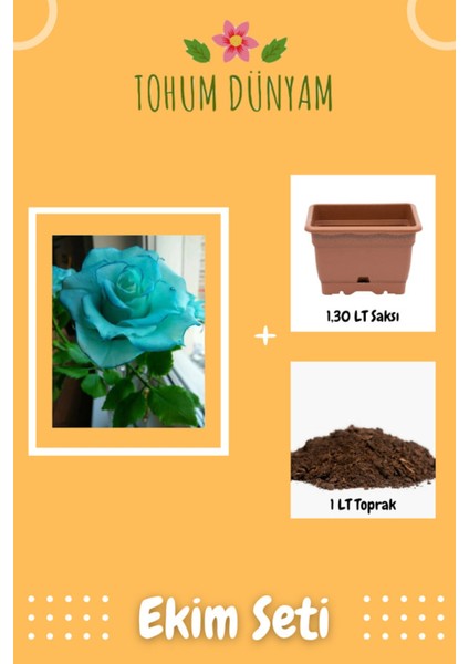 Turkuaz Gül Tohumu Ekim Seti