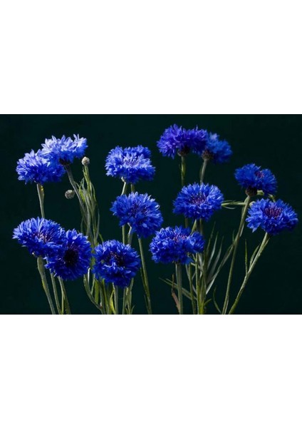 20 Adet Mavi Bachelor Button Çiçeği Tohumu