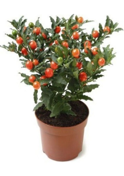 Cherry Saksılık Domates Tohumu 20 Adet Tohum