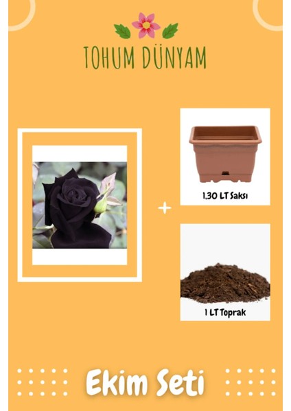 Kara Gül Tohumu Ekim Seti