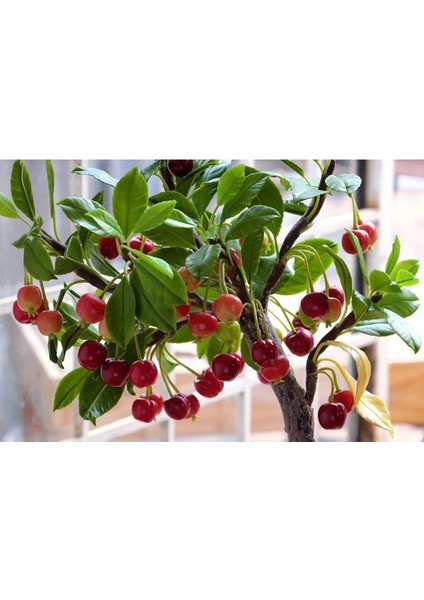 10 Bonsai Cüce Kiraz Ağacı Tohumu