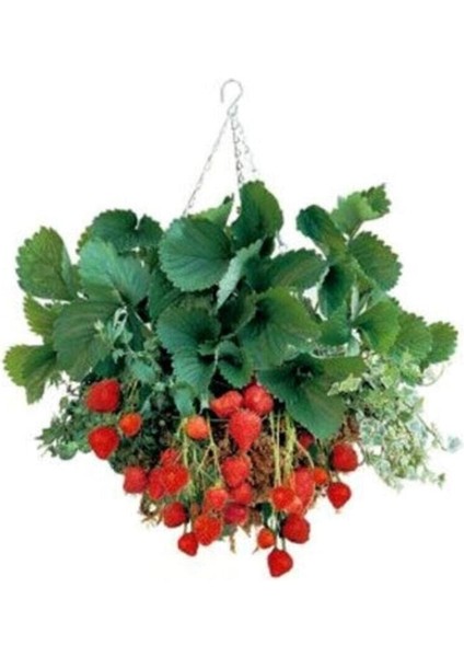 4 Mevsim Yediveren Çilek Tohumu Ekim Seti Saksı Toprak 20 Adet Tohum Kombin