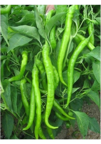 Demre Sivri Biber Tohumu 50 + Tohum